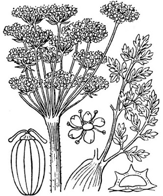 Xatardia scabra,
Xatardia