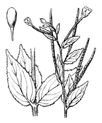 Garofanino trifogliato
