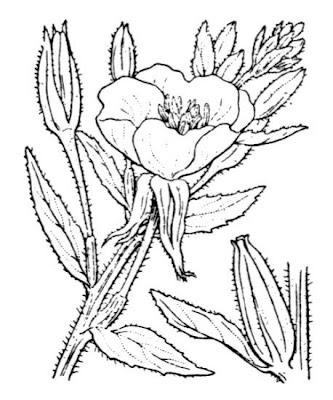 Enagra comune