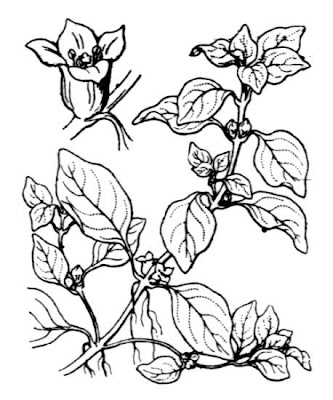Water-purslane Water-purslane
