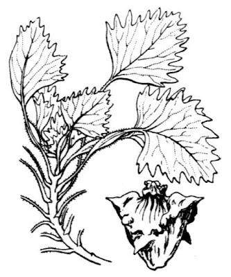 Caltrop