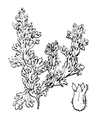 Aphanes minutiflora,
Ventaglina corsa