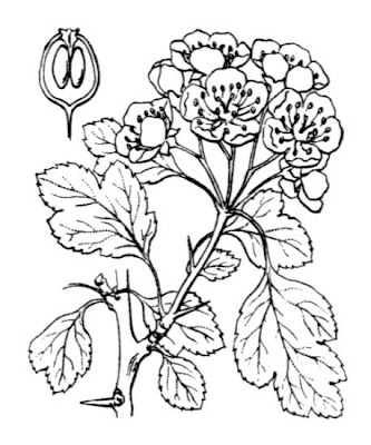 Biancospino selvatico Biancospino selvatico