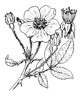 Evergreen rose