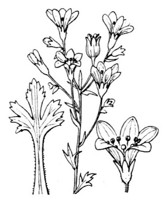 Water Saxifrage Water Saxifrage