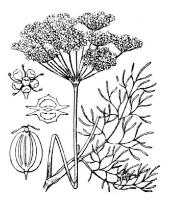 Dill Dill