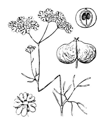 Coriandolo selvatico Coriandolo selvatico