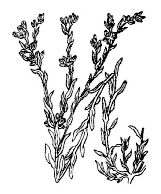 Cotonnière naine Cotonnière naine