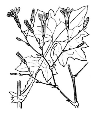 Lactuca muralis,
,
Lattuga dei boschi,
wall-lettuce