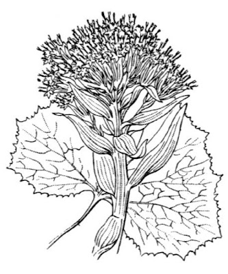 Farfaraccio bianco