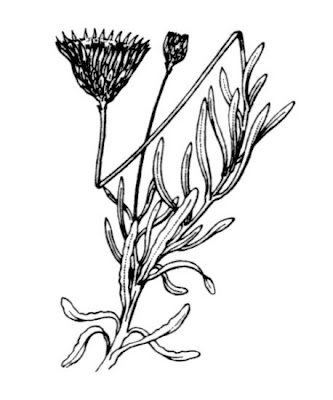 Scuderi angustifoglio Scuderi angustifoglio