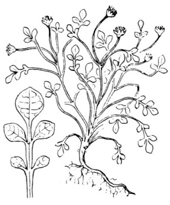 Nananthea perpusilla,
Margherita piccolissima