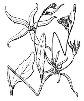 Radicchio stellato