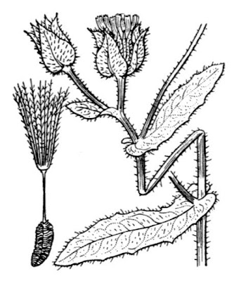 Aspraggine volgare Aspraggine volgare
