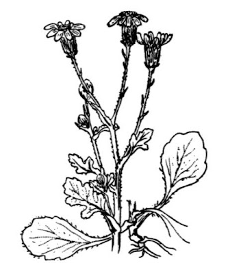Coastal Ragwort Coastal Ragwort