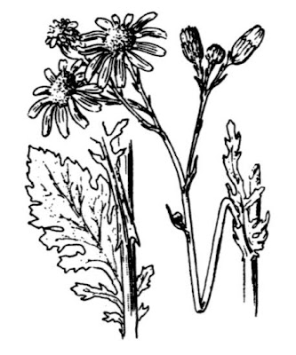 Jacobaea vulgaris,
erva-lanceta-do-Canad&aacute;,
Senecione di S. Giacomo,
St. James'-wort,
stinking Willie,
tansy ragwort