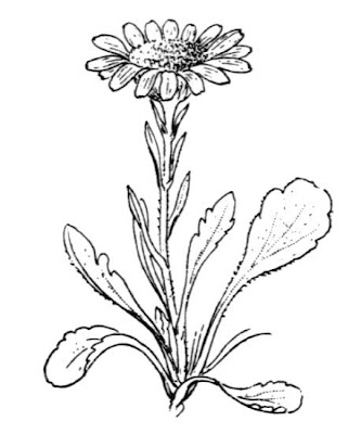 Jacobaea uniflora,
Senecione unifloro