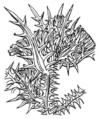 Cardogna maggiore Cardogna maggiore
