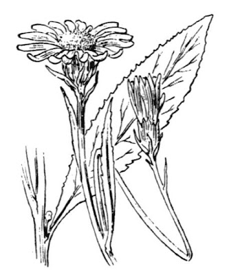Tournefort's Ragwort Tournefort's Ragwort