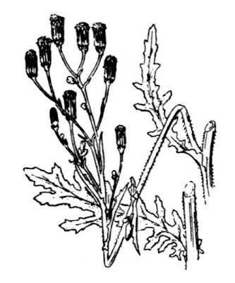 Wood groundsel