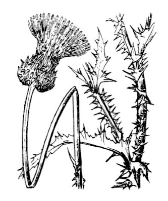 Carduus vivariensis Jord.