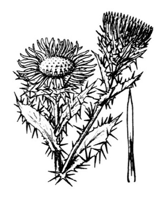 Carlina vulgaris L.