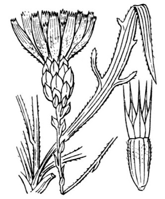 Cupid's Dart Cupid's Dart