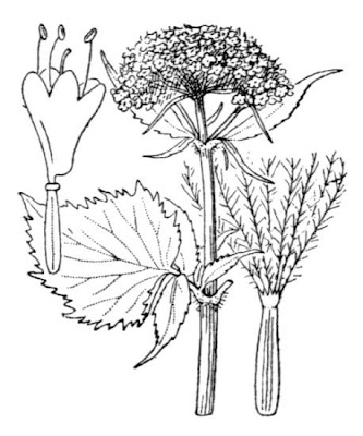 Valeriana pyrenaica,
Pyrenean Valerian