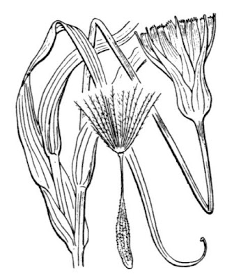 Goat's-beard