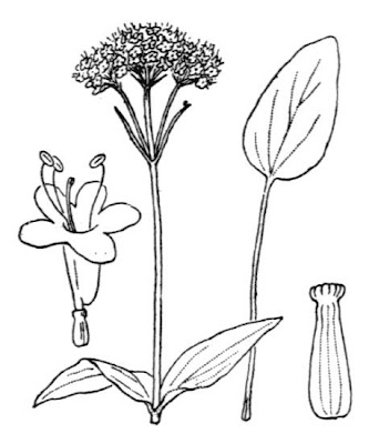Valeriana montana,
Mountain Valerian,
Valeriana montana