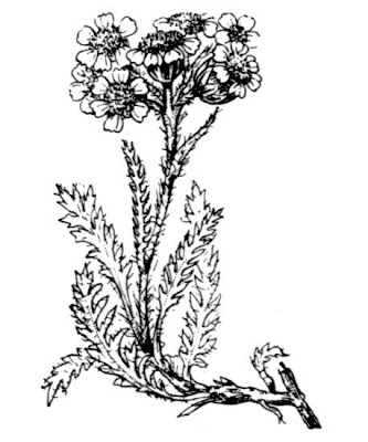 Achillea nana L.