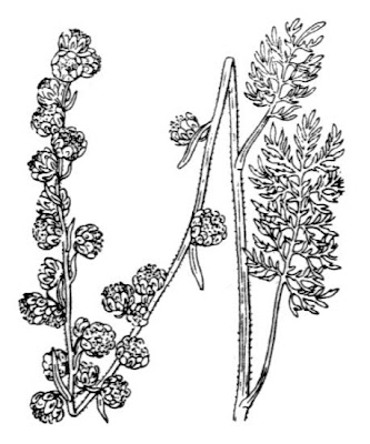 Dark Alpine Wormwood Dark Alpine Wormwood