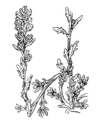 Artemisia genipi Stechm.