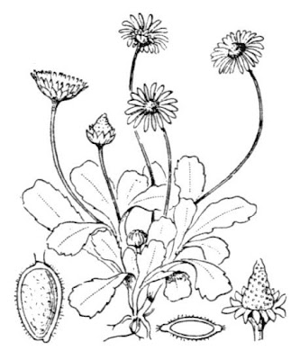 Tausendsch�n