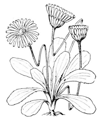 Bellis sylvestris Cirillo