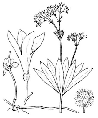Woodruff Woodruff