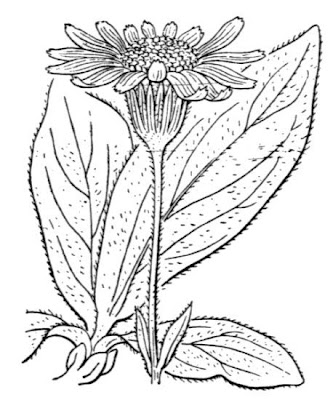 European arnica