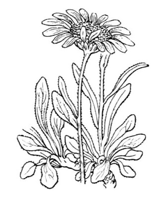 Alpine aster Alpine aster