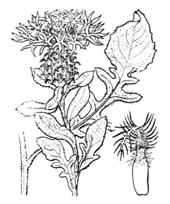 Fiordaliso prostrato