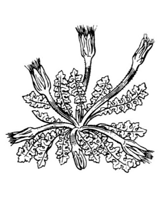 Radicchio ruvido Radicchio ruvido
