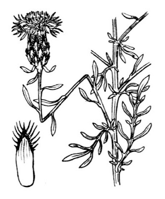 Fiordaliso pallido Fiordaliso pallido