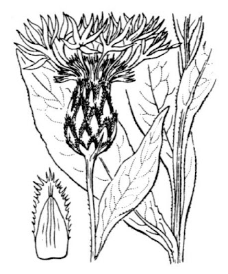 Fiordaliso montano