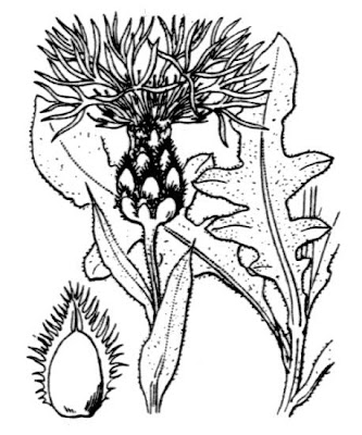 Fiordaliso di Trionfetti