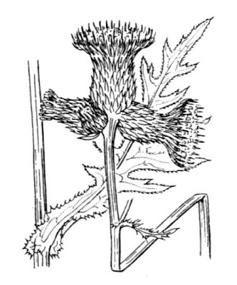Brook Thistle Brook Thistle