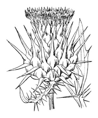 Cardo Cardo