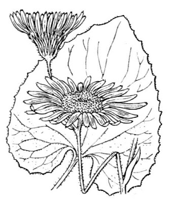 Doronico medicinale