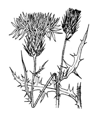 Galactites elegans,
Scarlina