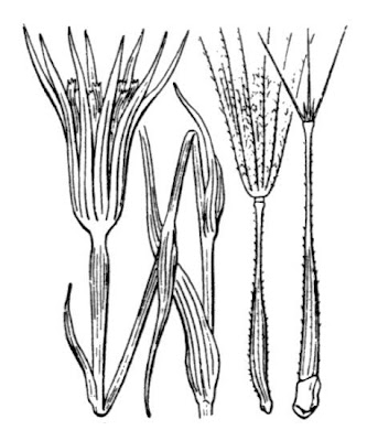 Barba di becco annua Barba di becco annua