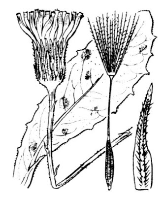 Hypochaeris maculata,
Costolina macchiata,
Spotted Cat's Ear