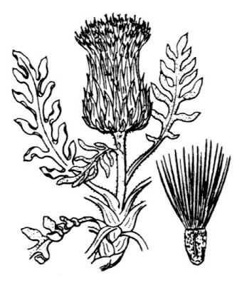 Cardo di Boccone Cardo di Boccone